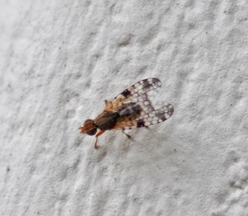 Réf. 310 714 : Dioxyna bidentis